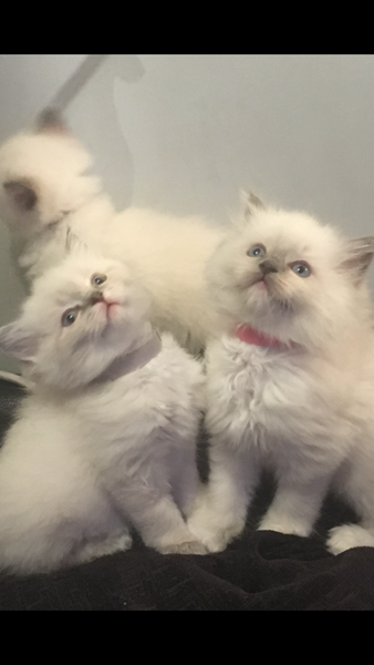 We have kittens!