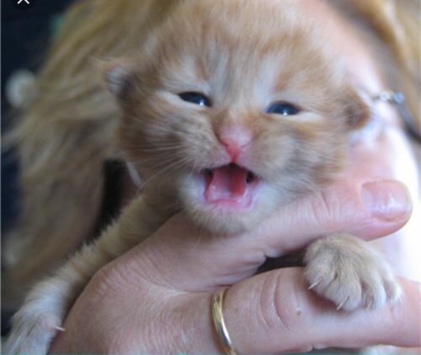 Are you allowed to say squeeee on AIBU?