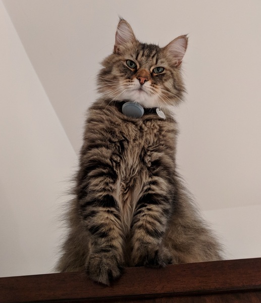 PLEASE HELP - missing cat in Putney/Wimbledon/Southfields
