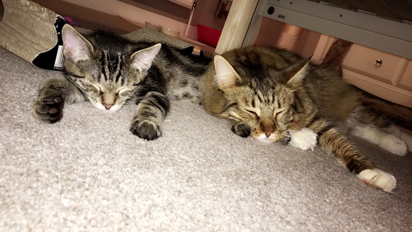Pictures of furbabies