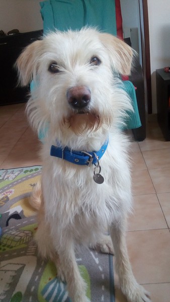 What a beautiful dog!