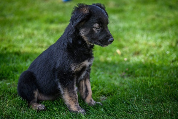 First puppy walk