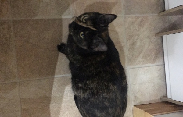 Cats never eat food all at once!