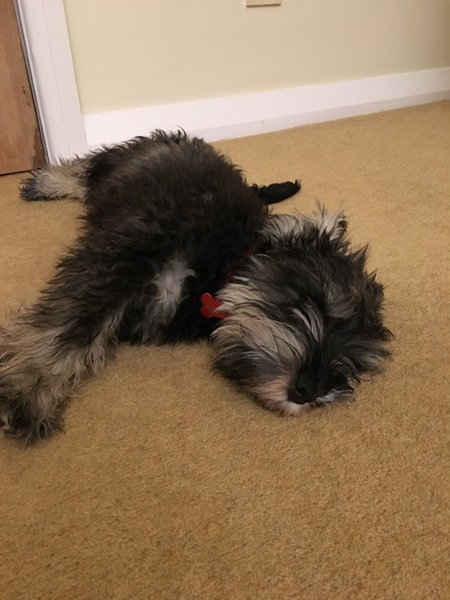 Has anyone any experience of a puppy with increasingly aggressive tendencies?