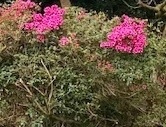 What's blooming in your garden at the moment?