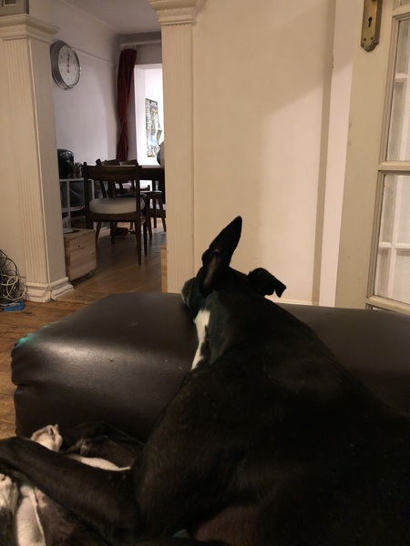 Your dog's quirks