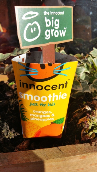 Mumsnet users review innocent’s at home growing kits