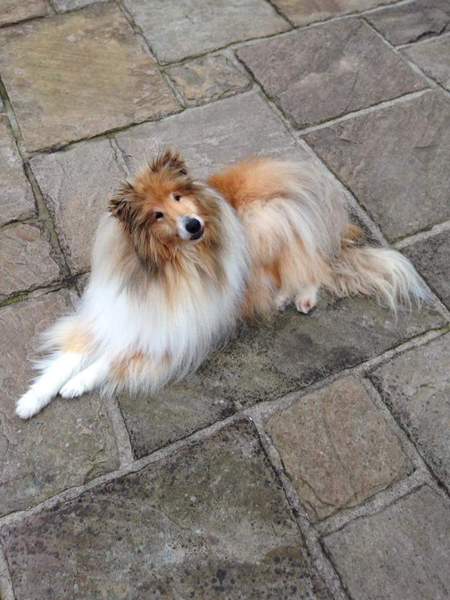 What a beautiful dog!