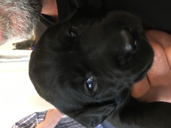 Puppy Survival Thread Part 6