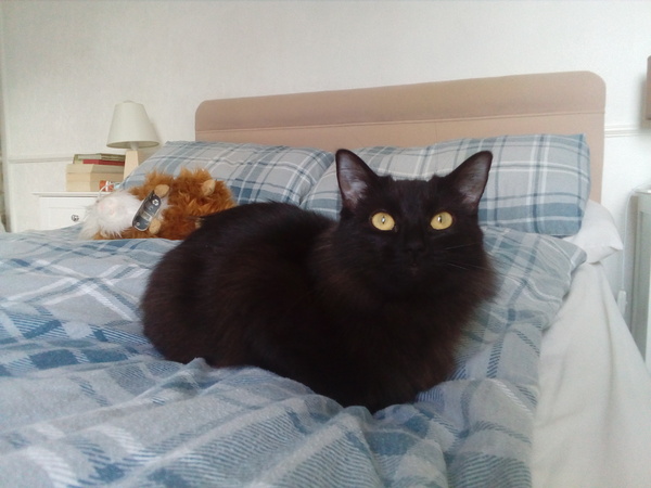 Super fussy cat... Help?