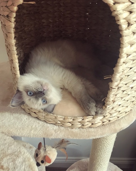Show me your cats!