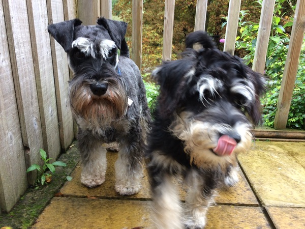 Help me choose a breed