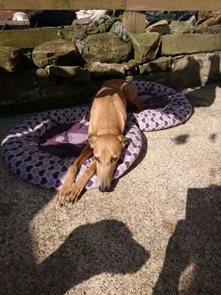 What is your favourite name for a female dog?