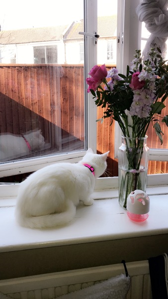 What breed is my cat??