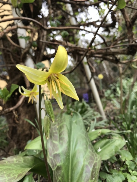 Plant ID please - with flower