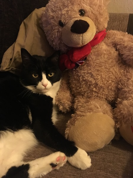 Which dry food is your cats favourite?