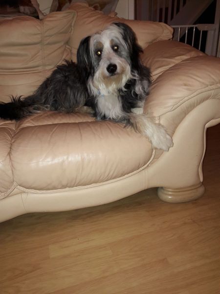 Help me choose a breed
