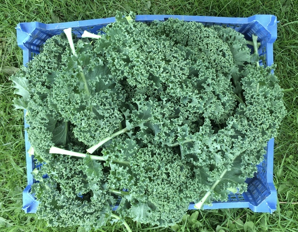 Allotment/Veg patch thread 11 'We bid  farewell to rainbow leaves but will keep plotting along'