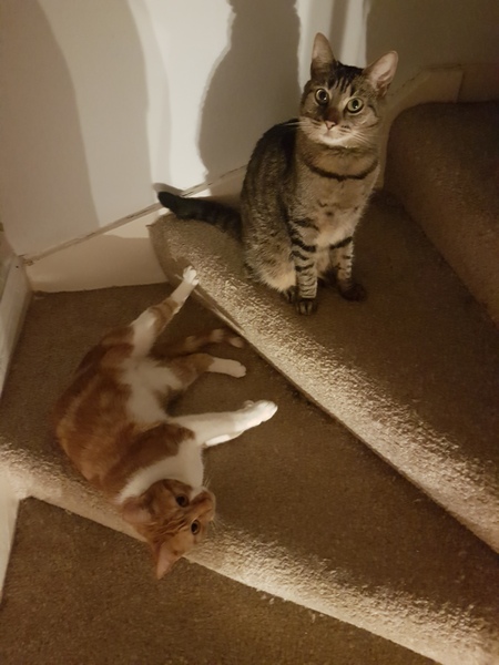 What's your DCat up to today? Episode 6, Return of the... Cats?