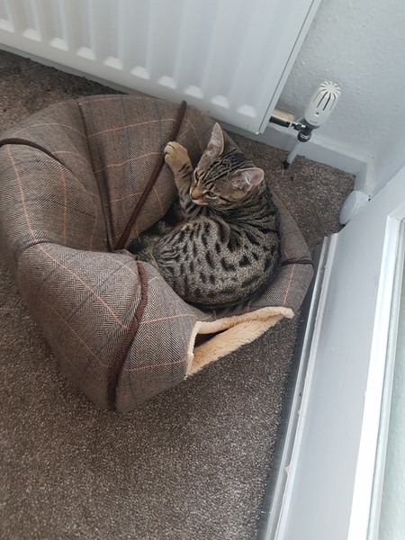 Wow she’s actuallu using a bed made for cats!