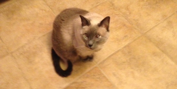 Show me your cats!