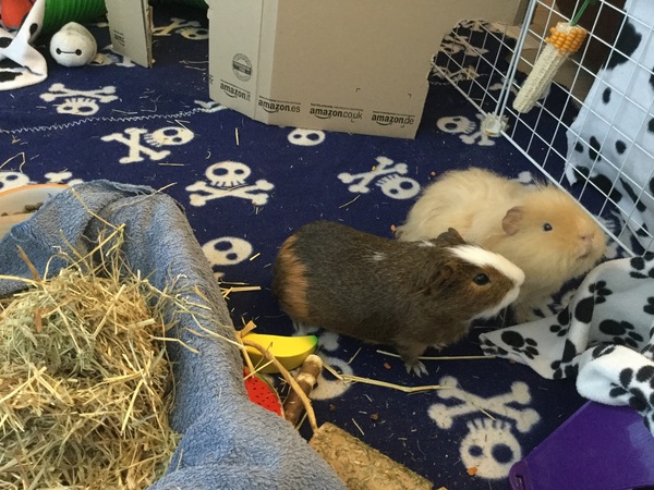 Show me your guinea pigs