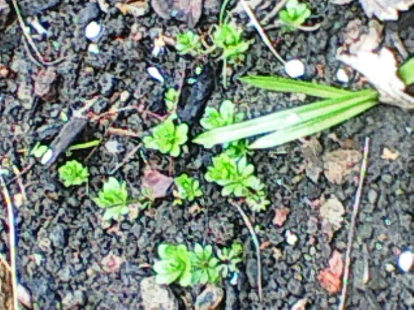 plant identification pretty please