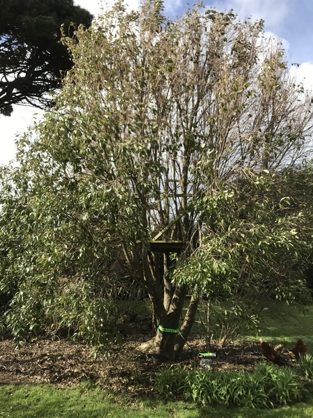 Mystery tree