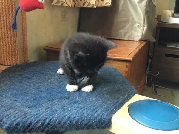 New fosters about to arrive