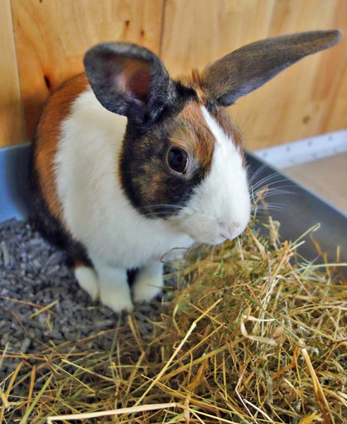 Does anyone have an indoor rabbit?