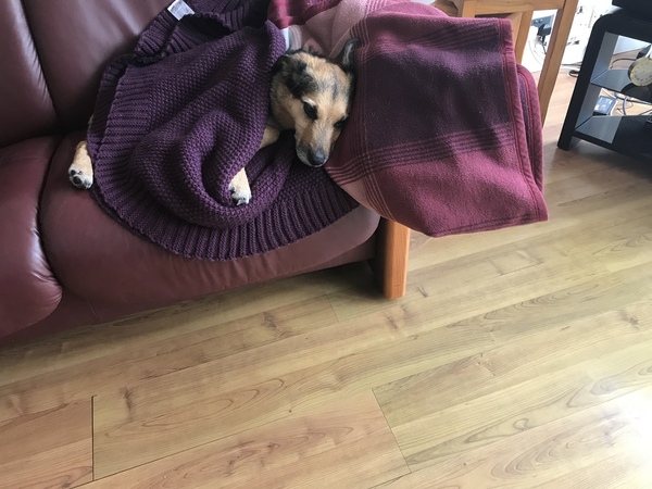 Help me choose a breed