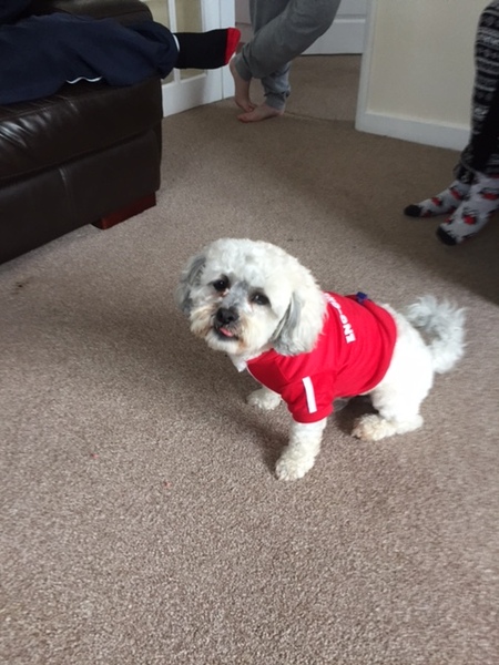Please advise me on dog ownership :) Long, sorry!