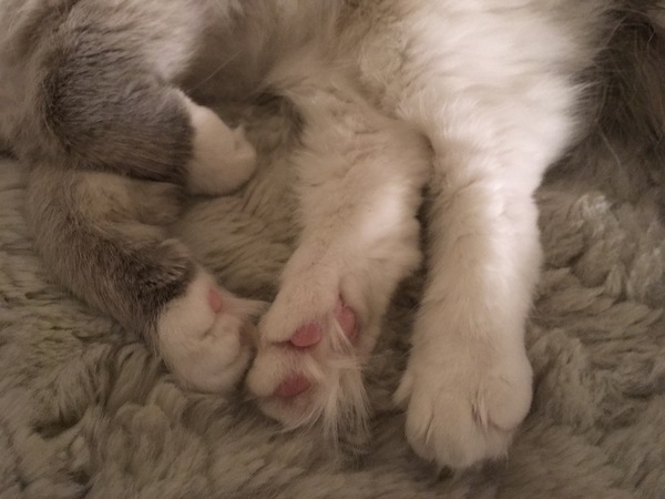 Fatty's Feetsies!