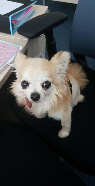 Chihuahua