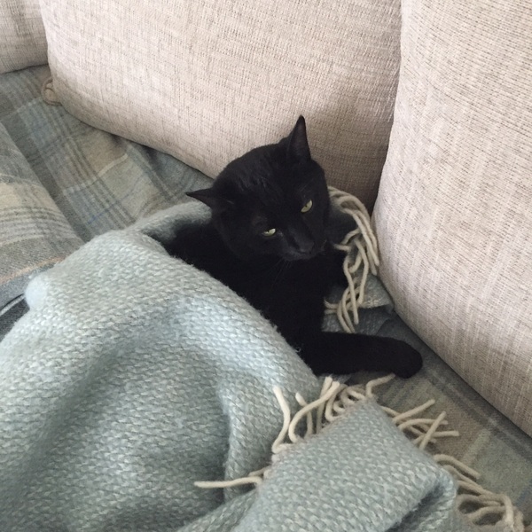 Cat’s and the rain - a word of advice (light hearted!)