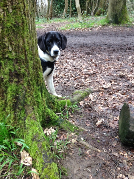 New Puppy - 'shivering' when sleeps?