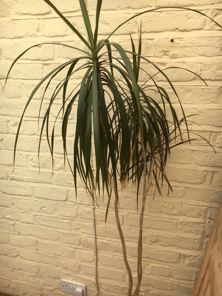 Is this plant poisonous to cats?