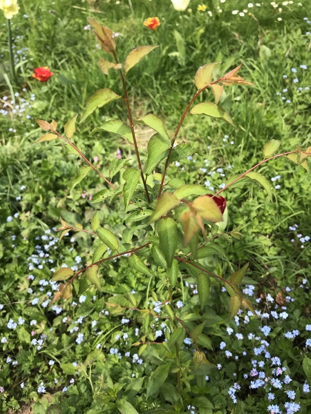 Another 2 plant IDs - yellow flower