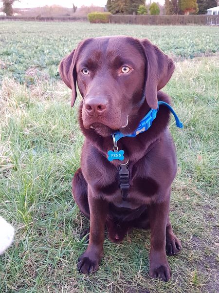 What a beautiful dog!