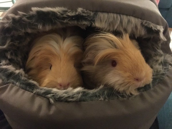 Show me your guinea pigs