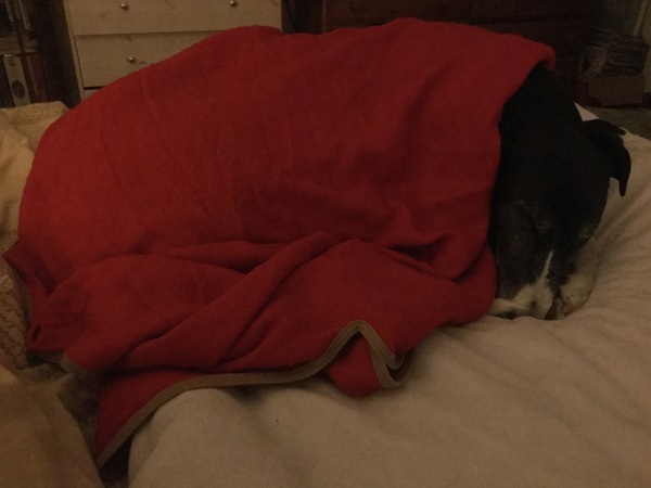 Your dog's quirks