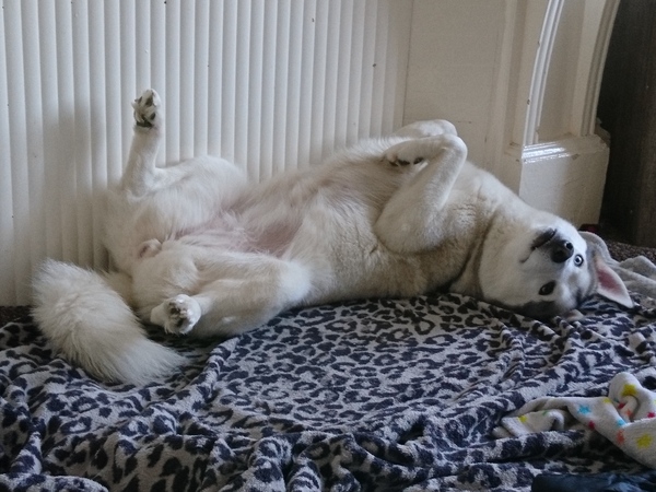 Your dog's quirks