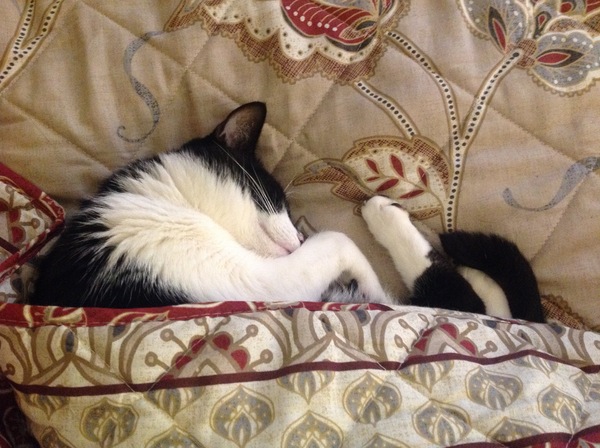 Show me your cats!