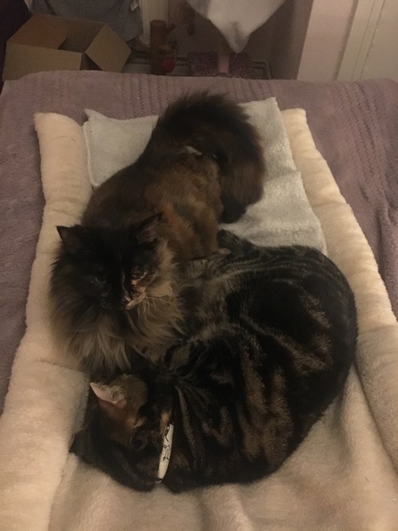 What's your DCat up to today? Episode 6, Return of the... Cats?