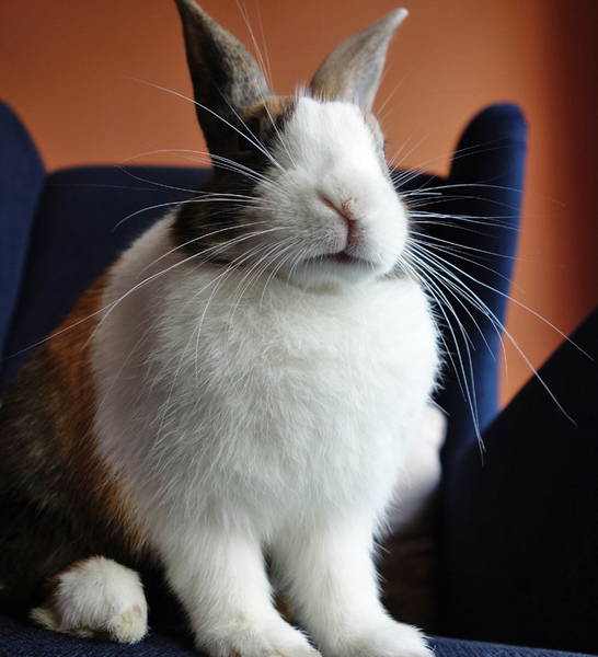 Does anyone have an indoor rabbit?