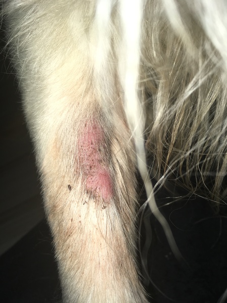 Worried about dogs leg after operation