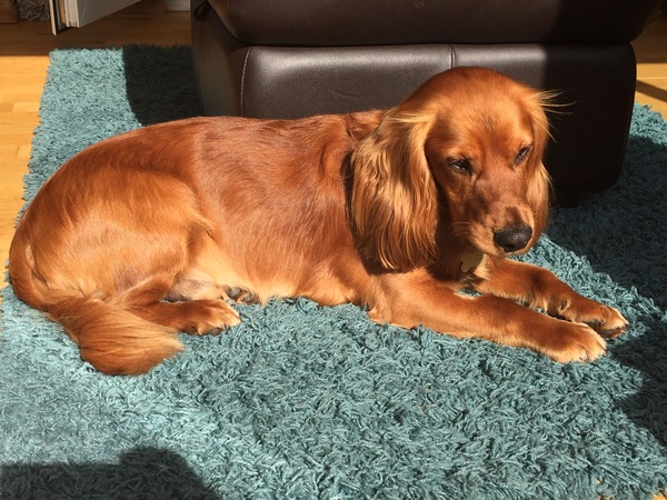 How do you decide what to feed your dog? Share with tails.com – £300 voucher to be won NOW CLOSED
