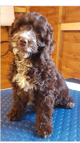 I need a name for this dog by tomorrow afternoon!