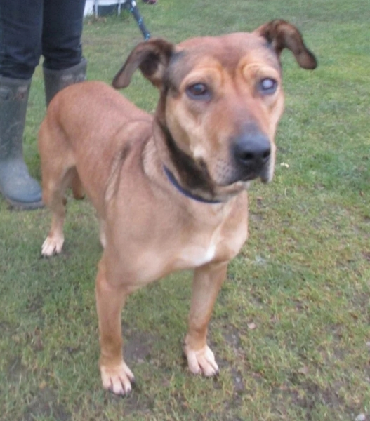 To get a dog for my Grandads benefit?