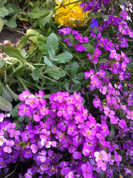 Help id'ing this lovely tumble perennial please!